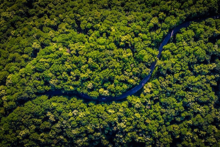 Foto: Blick von oben auf Straße durch Waldgebiet