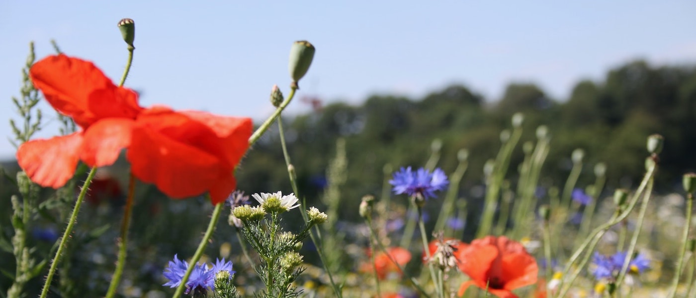 Jens Vogel / unsplash Foto: Mohn und wilde Sommerblumen im Hunsrück